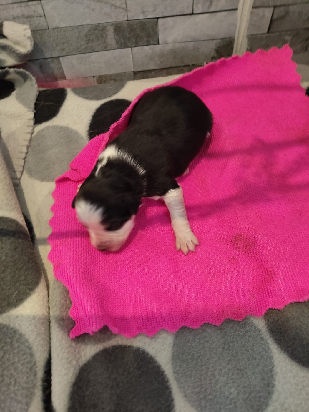 noire tricolore yeux bleus