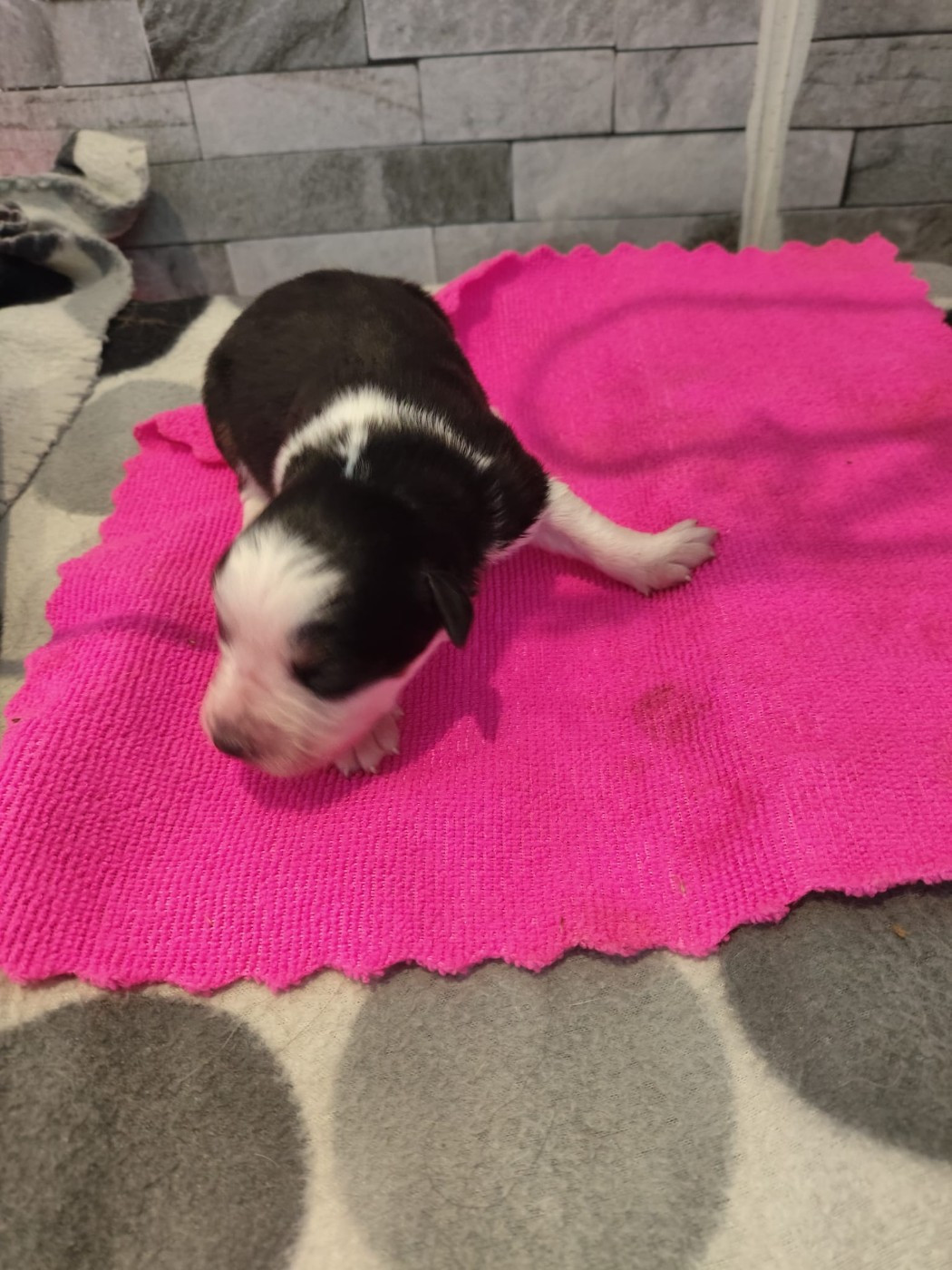 noire tricolore yeux bleus