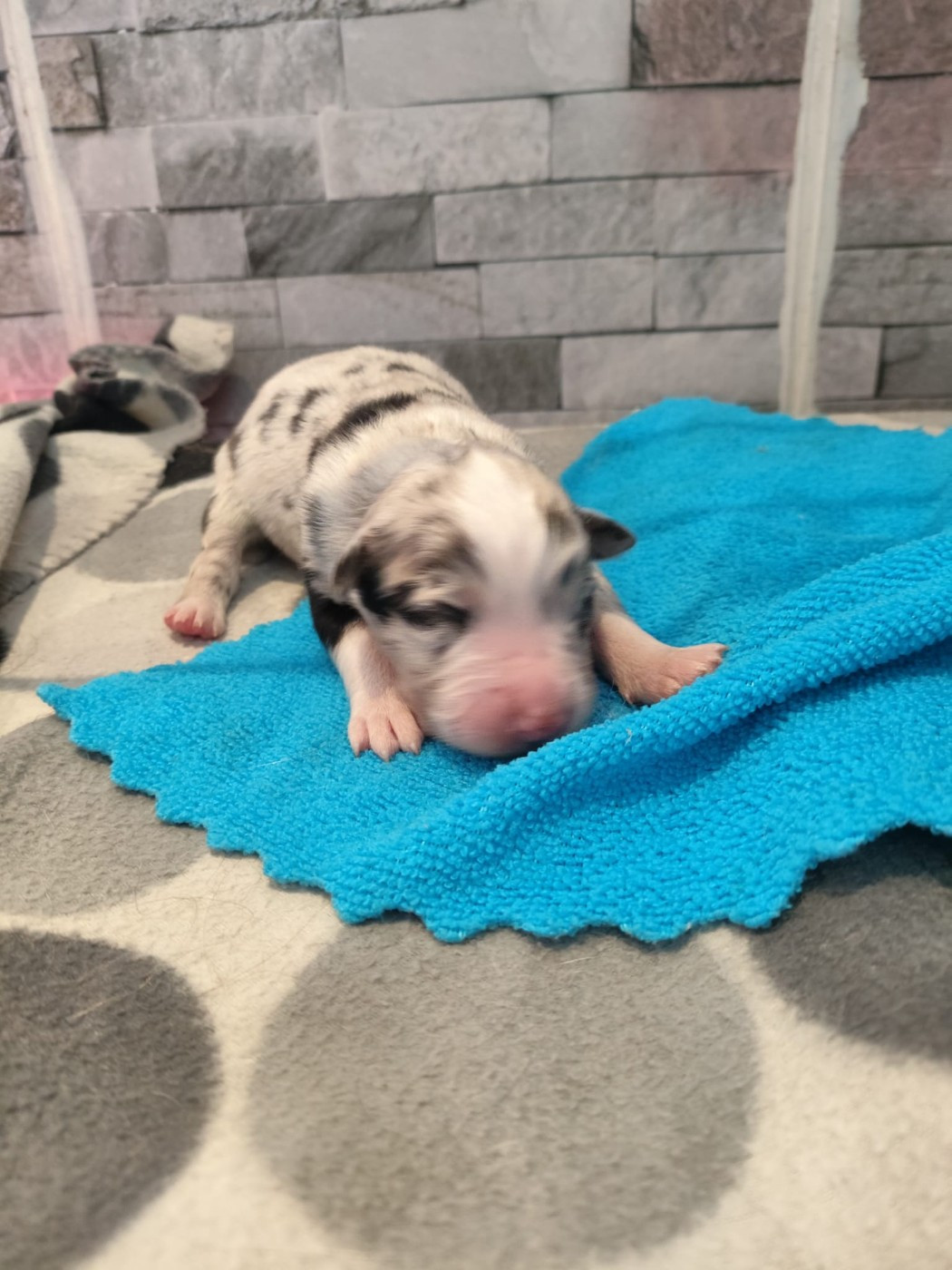 Bleu merle yeux bleus