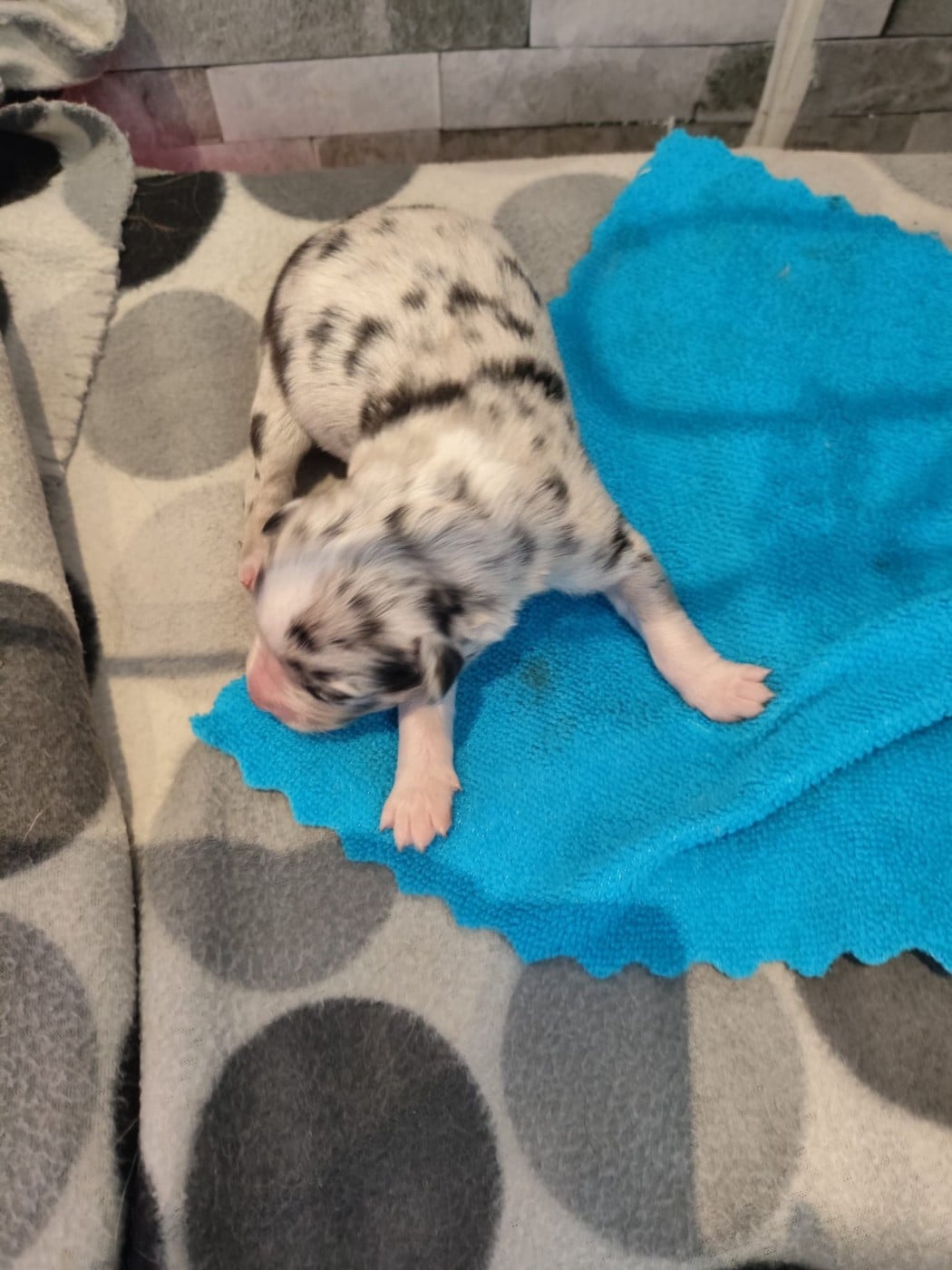 Bleu merle yeux bleus