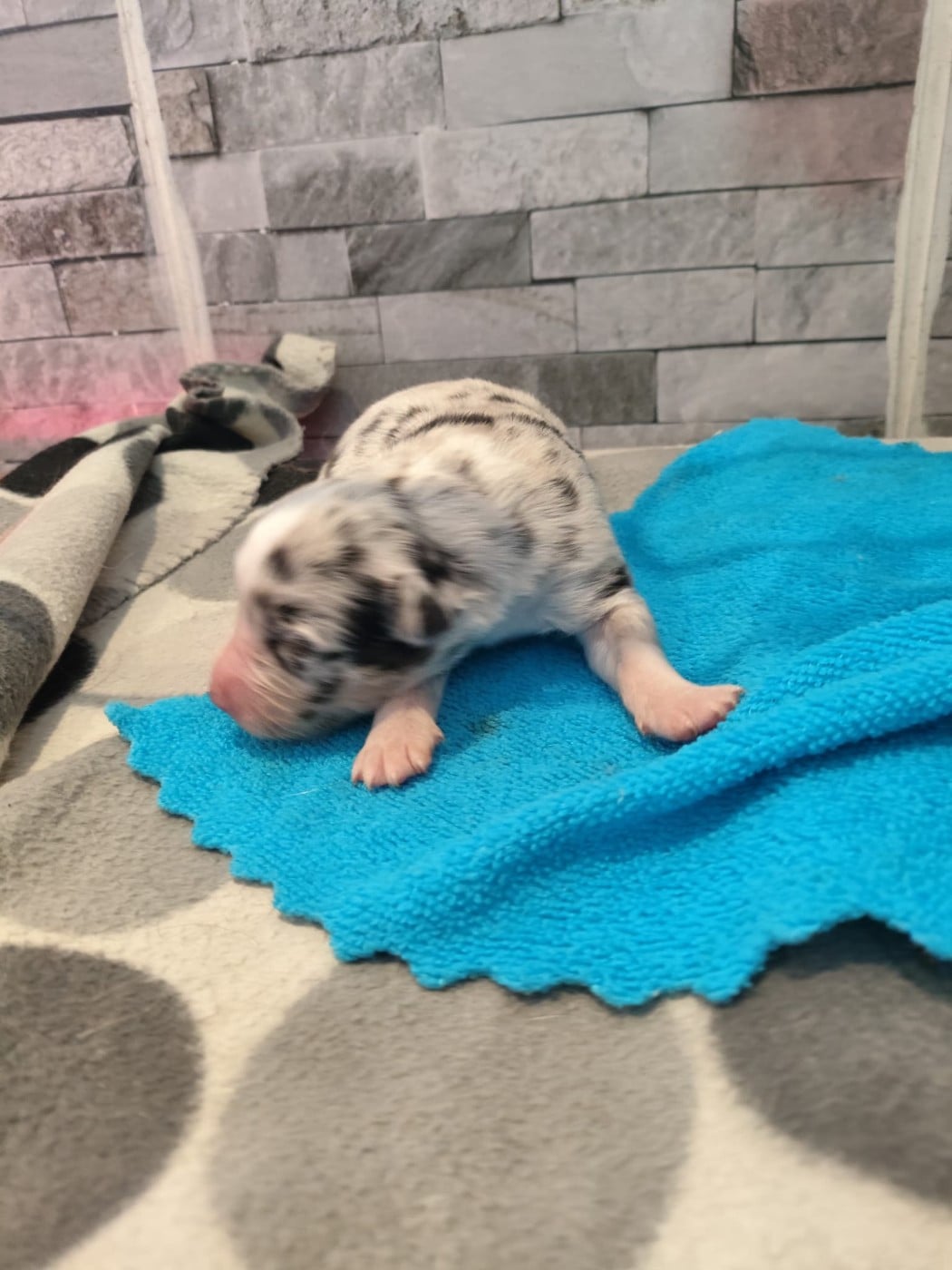 Bleu merle yeux bleus