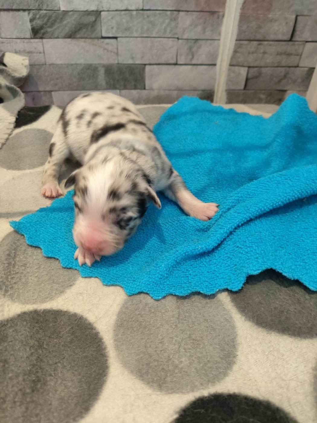 Bleu merle yeux bleus