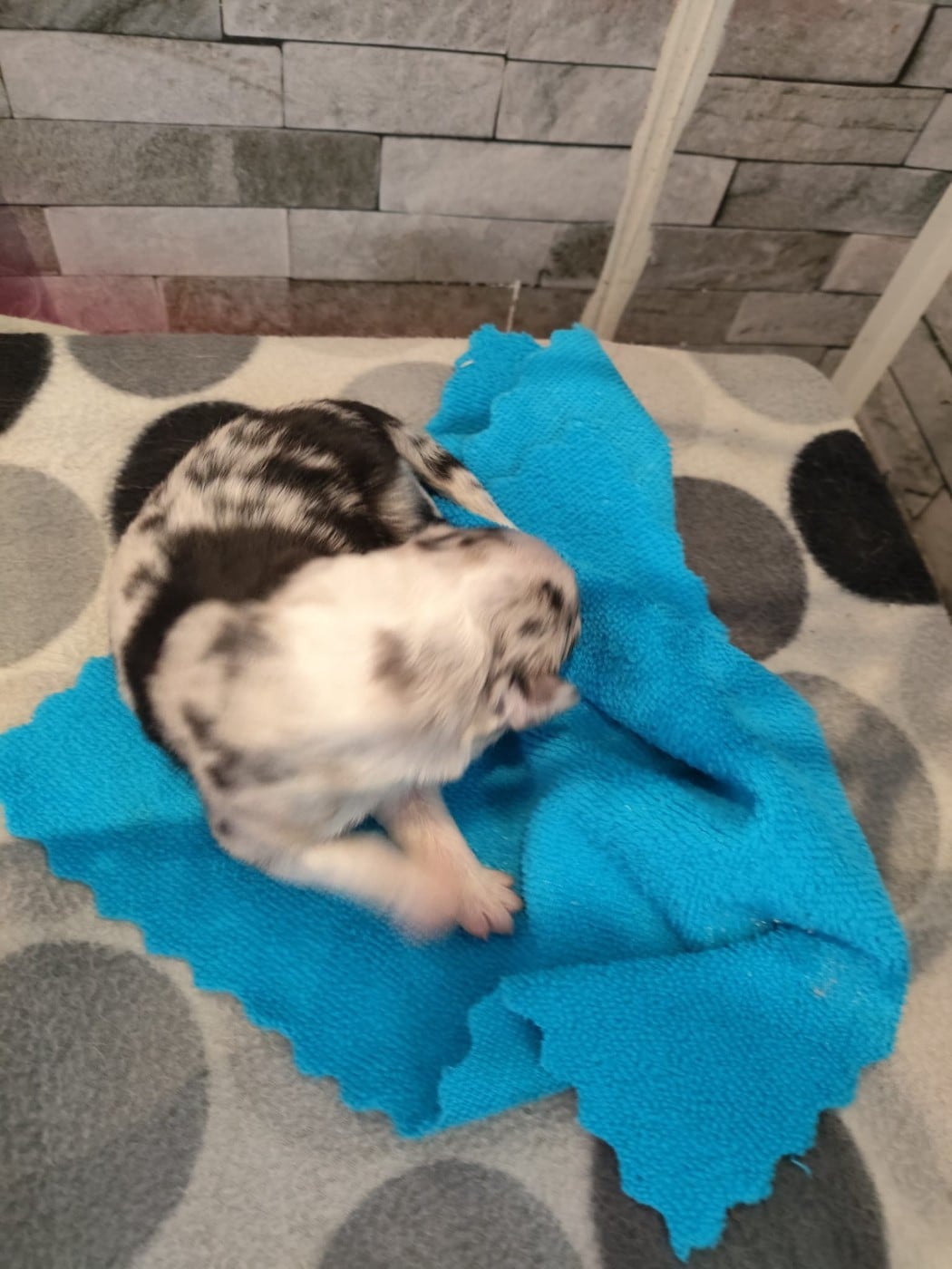 Bleu merle yeux bleus