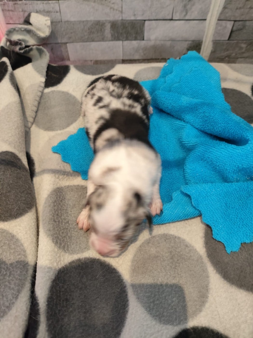 Bleu merle yeux bleus