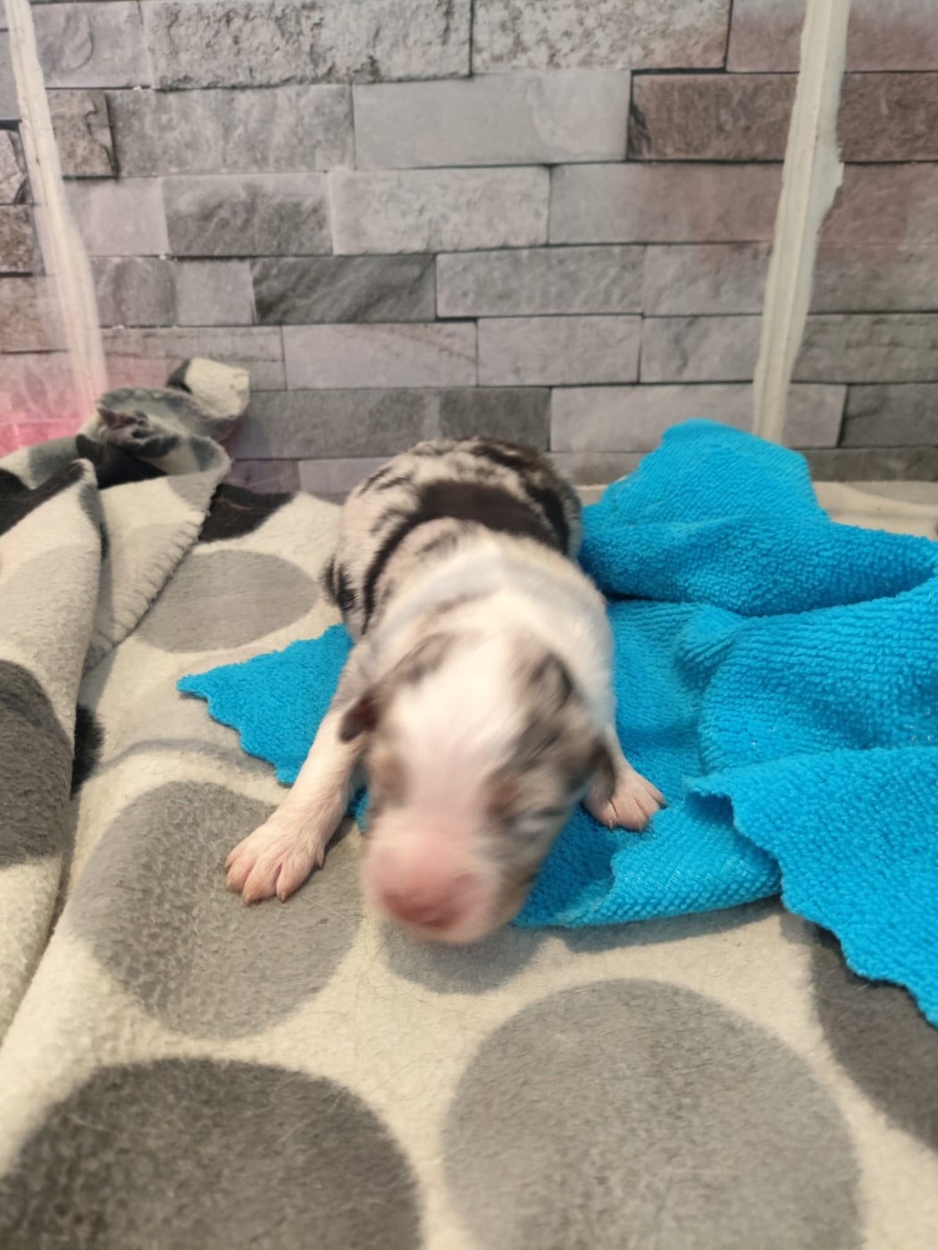 Bleu merle yeux bleus