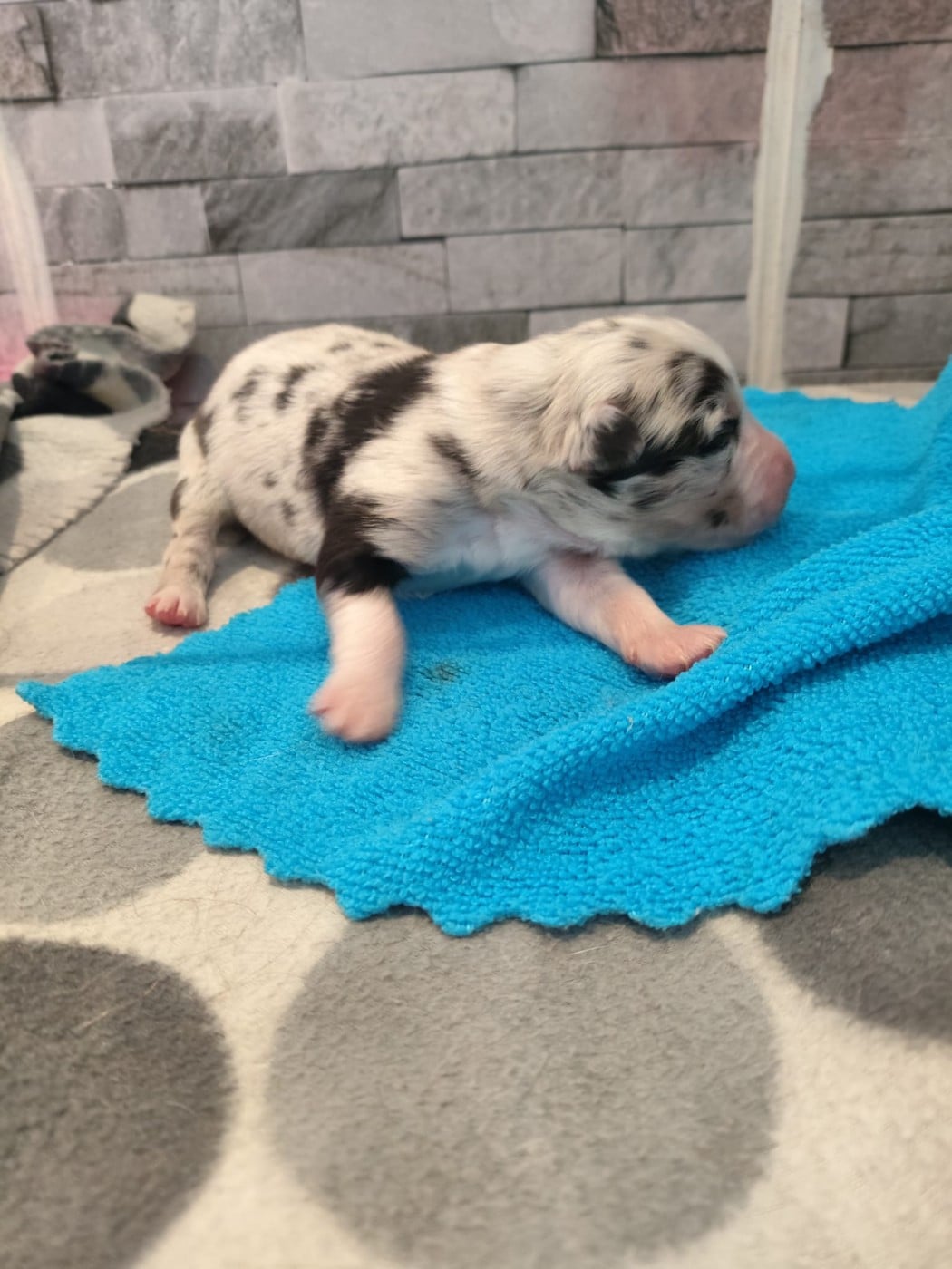 Bleu merle yeux bleus