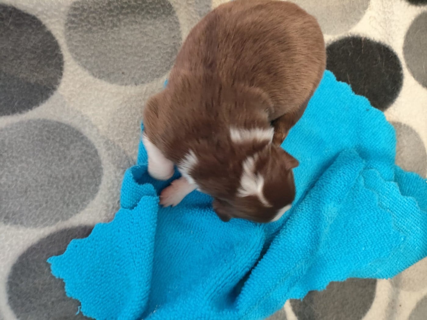 Rouge tricolore yeux bleus