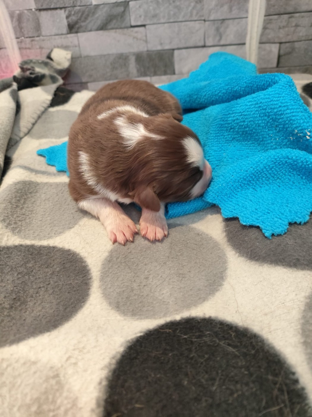 Rouge tricolore yeux bleus