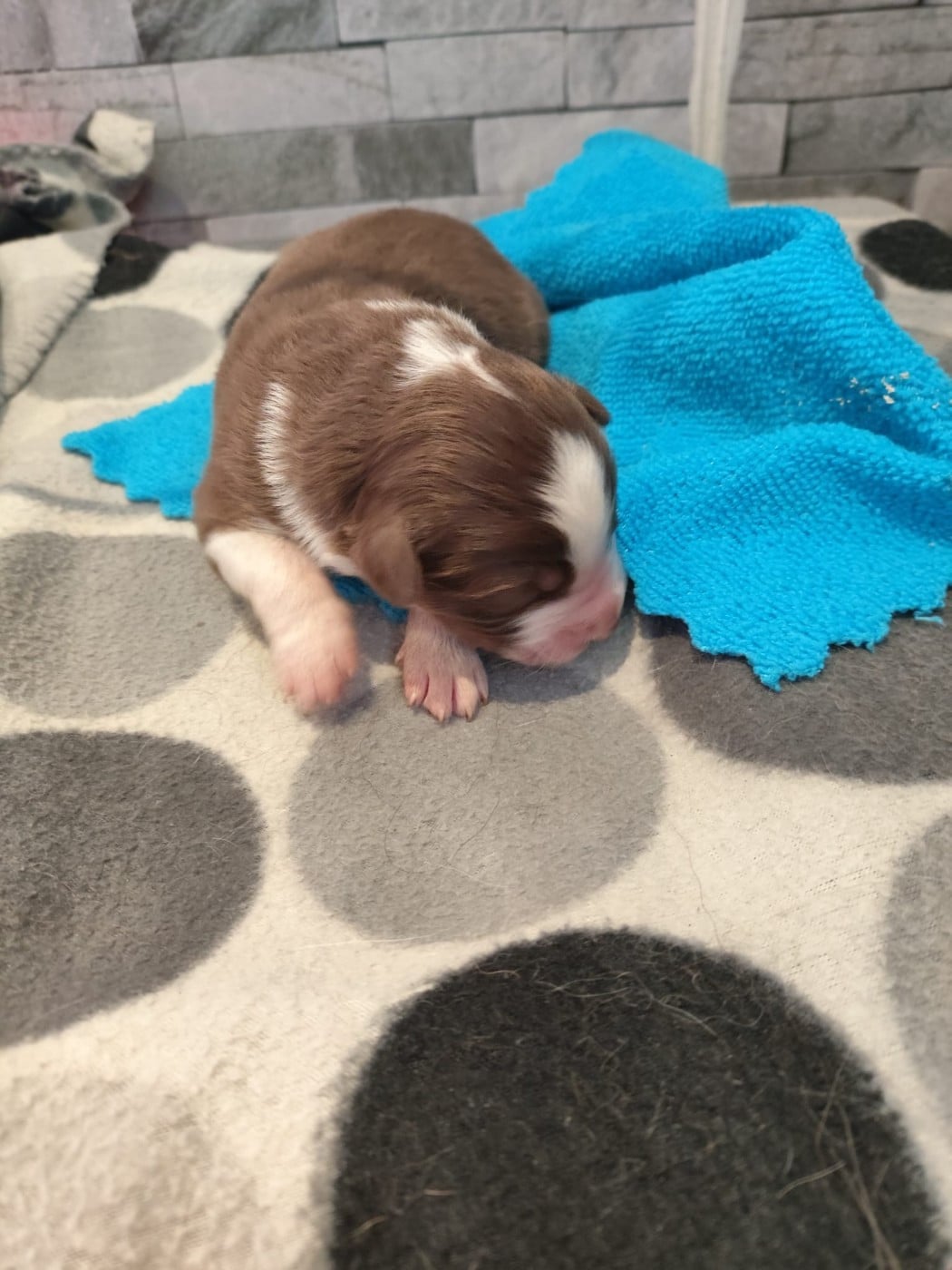 Rouge tricolore yeux bleus