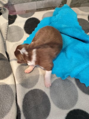 Les chiots de Berger Australien