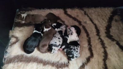 Les chiots de Berger Australien