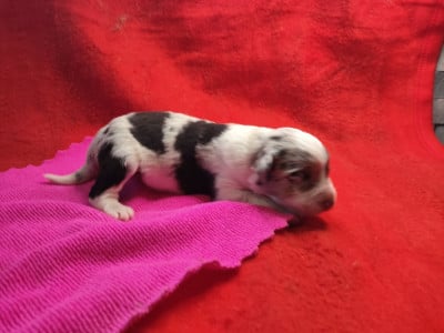 Les chiots de Berger Australien