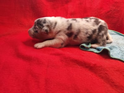 Les chiots de Berger Australien