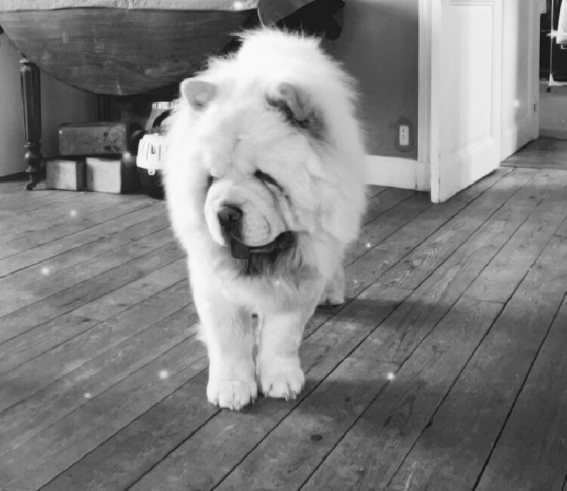 Publication : De La Ferme De Maizelan Auteur : Élevage de la Ferme de Maizelan