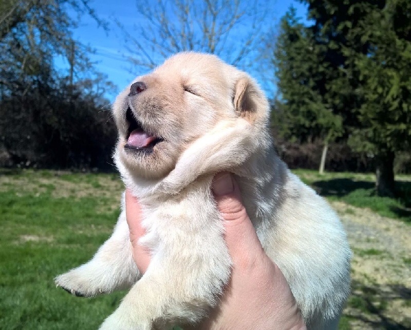 Publication : De La Ferme De Maizelan Auteur : Élevage de la Ferme de Maizelan