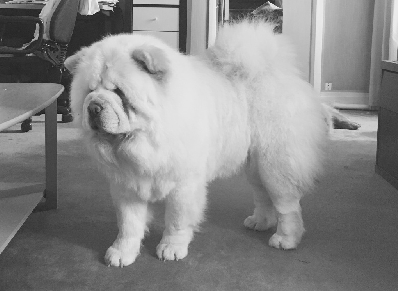 Publication : De La Ferme De Maizelan Auteur : Élevage de la Ferme de Maizelan