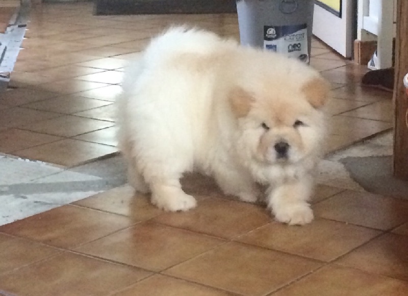 Publication : De La Ferme De Maizelan Auteur : Élevage de la Ferme de Maizelan