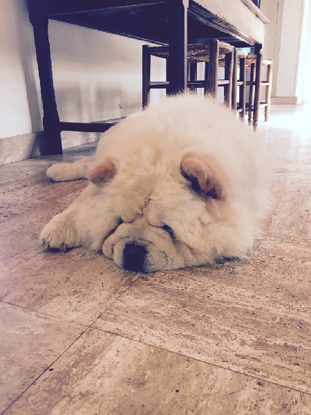 Publication : De La Ferme De Maizelan Auteur : Élevage de la Ferme de Maizelan