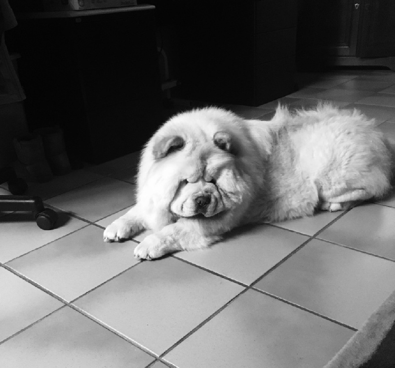 Publication : De La Ferme De Maizelan Auteur : Élevage de la Ferme de Maizelan