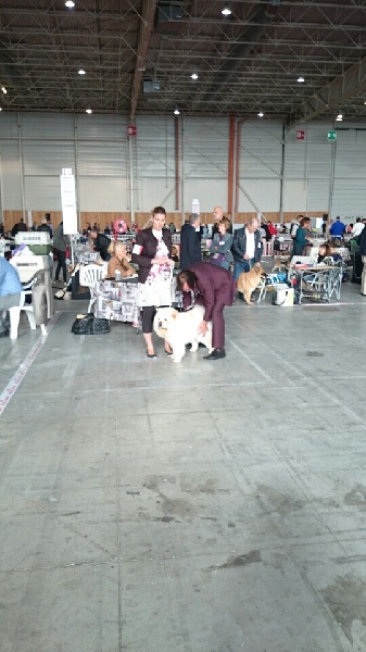 Leyna du domaine de fabadel - 1er Excellent - CACS - Meilleur de Race