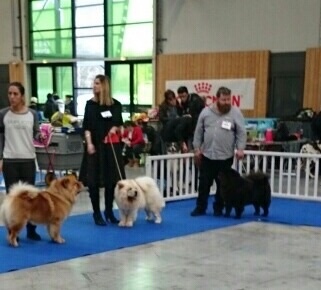 Leyna du domaine de fabadel - 1er Excellent - CACS (Spéciale de Race) - Meilleur de Sexe Opposé