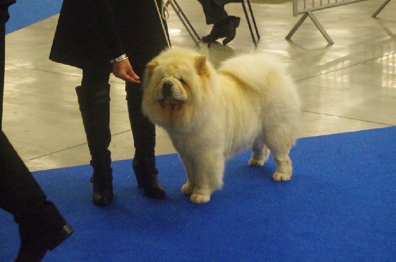 Leyna du domaine de fabadel - 1er Excellent - CACS - Meilleur de Sexe Opposé