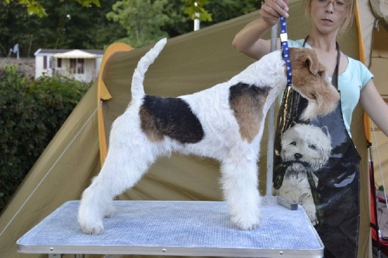 Publication : Of Wire Ground Auteur : WG