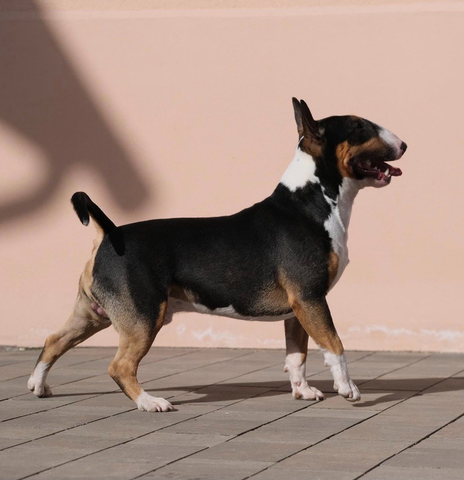 Publication : High Hill's Bull