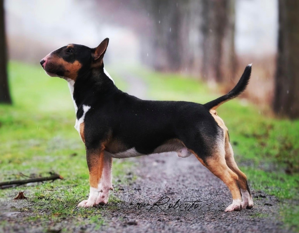 Publication : High Hill's Bull