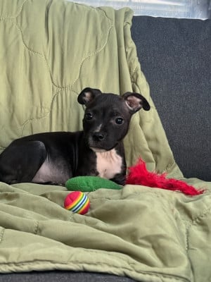 Les chiots de Staffordshire Bull Terrier