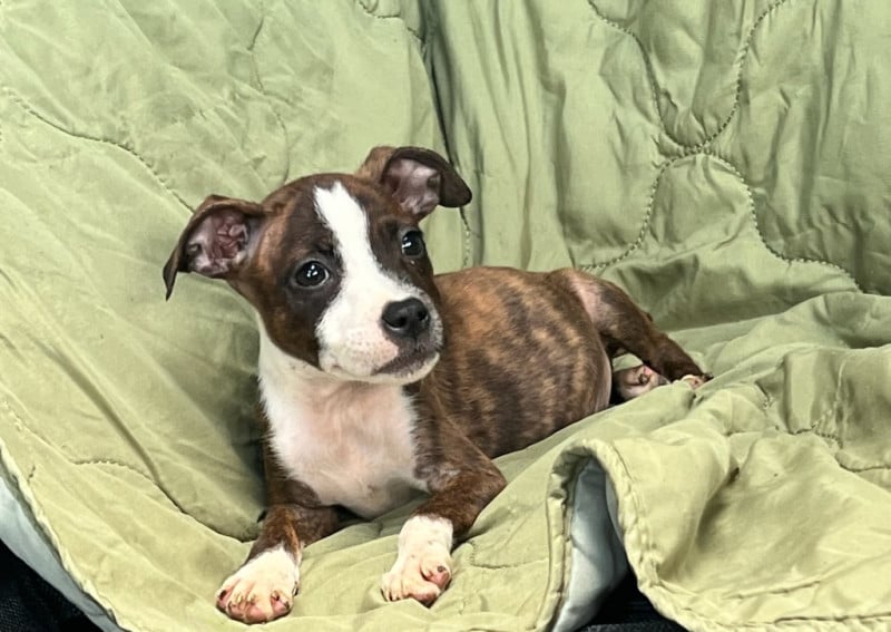 Staffordshire Bull Terrier - High Hill's Bull