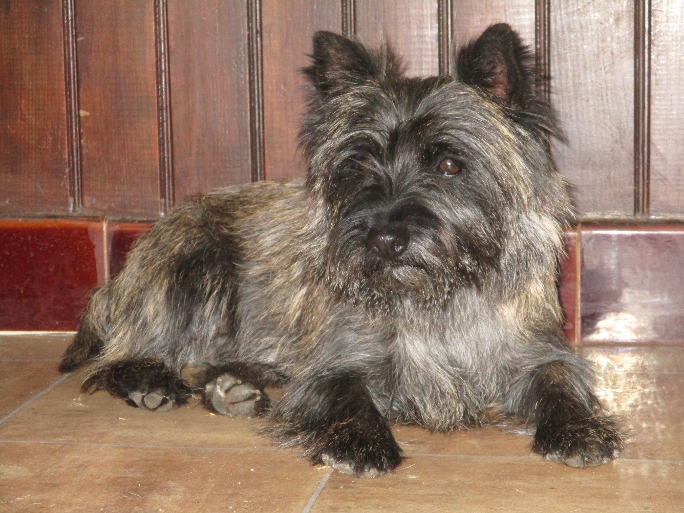 Uranie Des Cedres De Bourdane