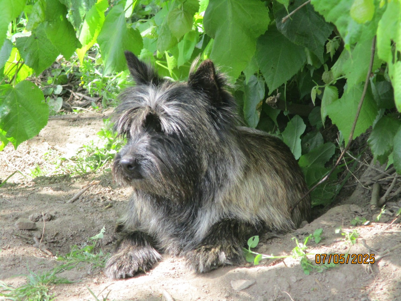 Uranie Des Cedres De Bourdane