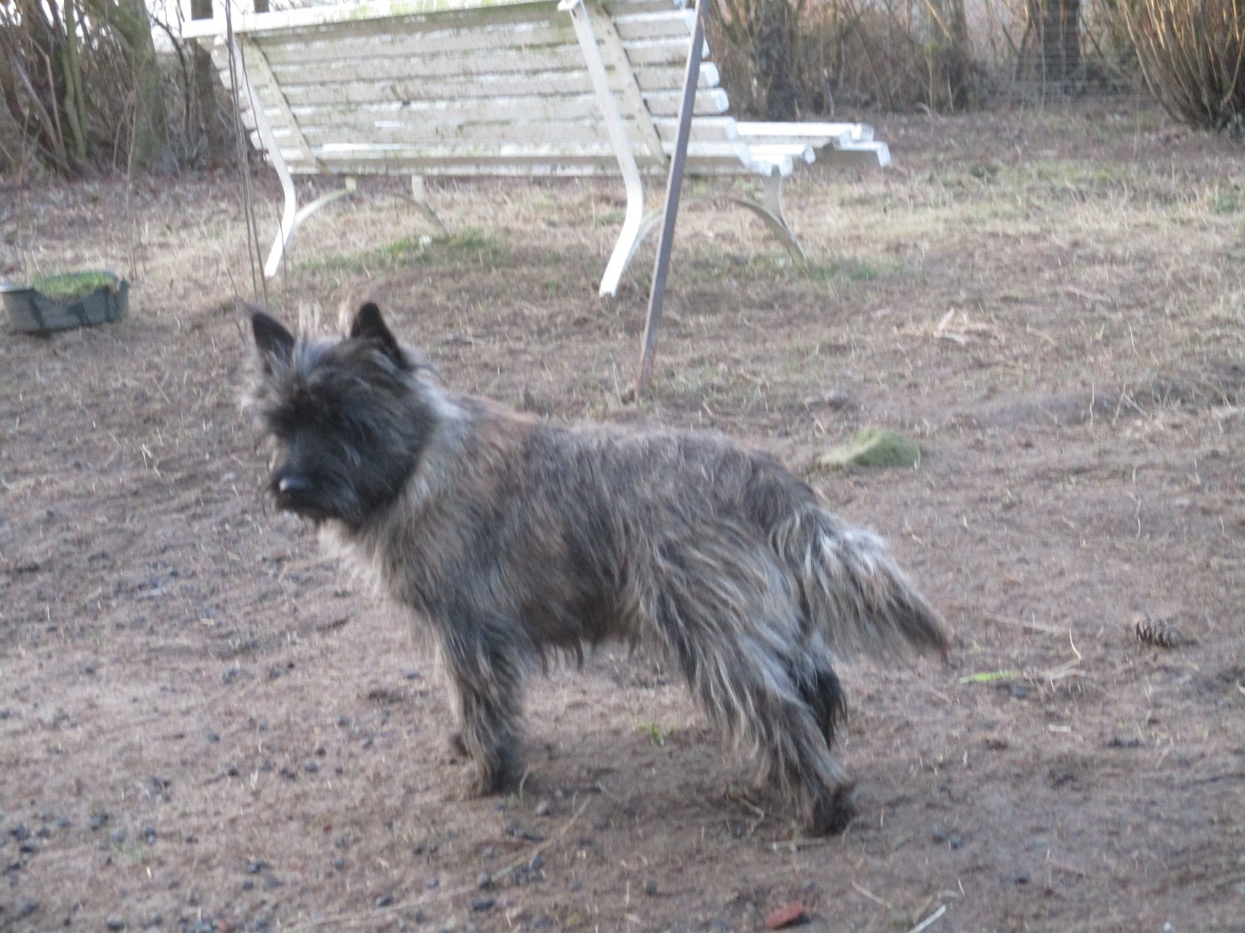 Uranie Des Cedres De Bourdane