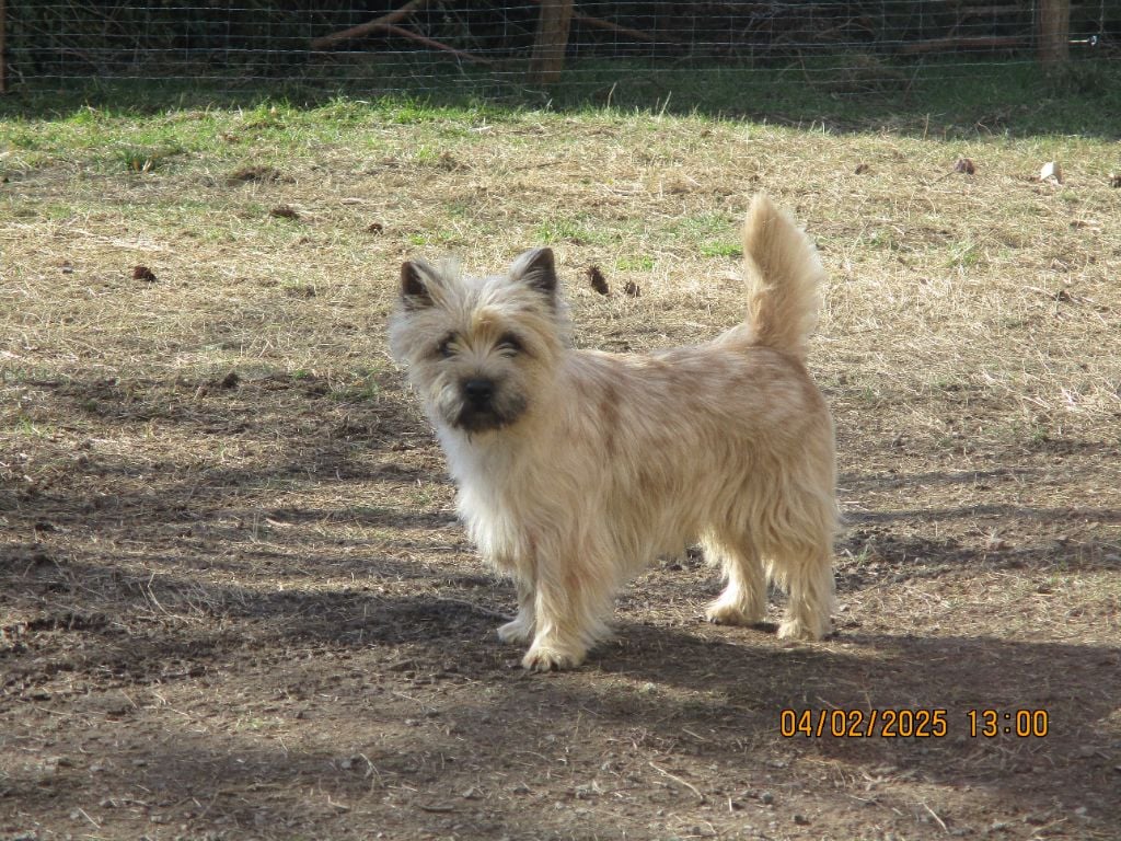 Timur lang De l'écrin de la houblonnière