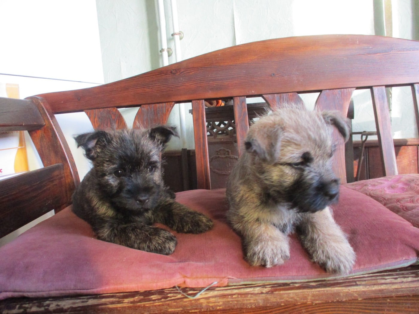 Cairn Terrier - Des Cedres De Bourdane