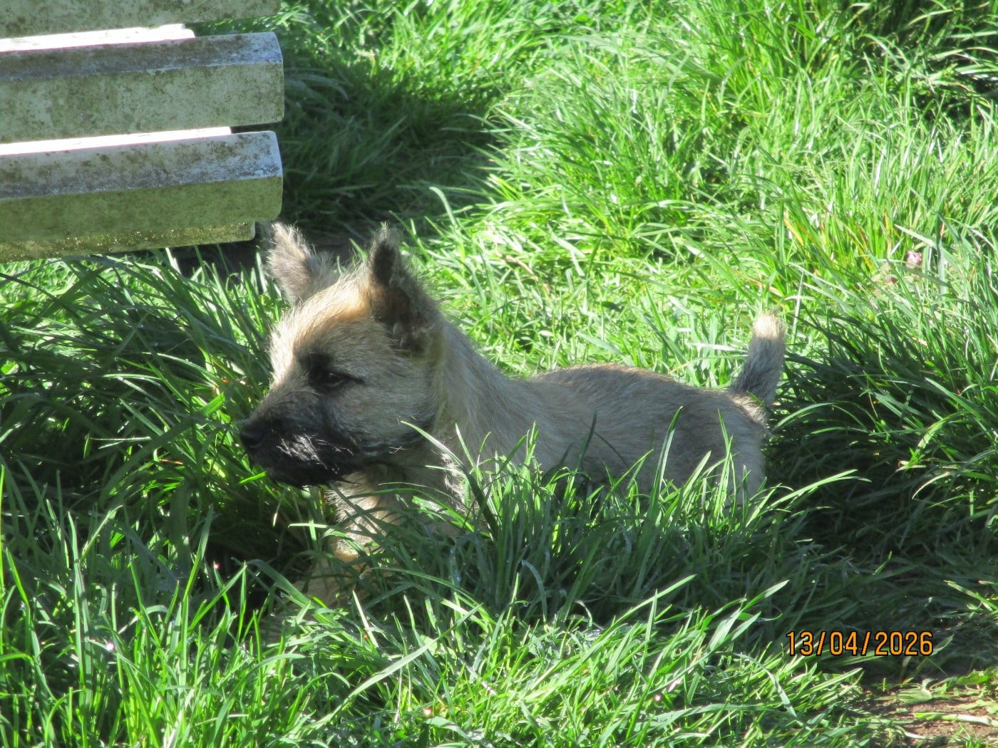 Cairn Terrier - Des Cedres De Bourdane