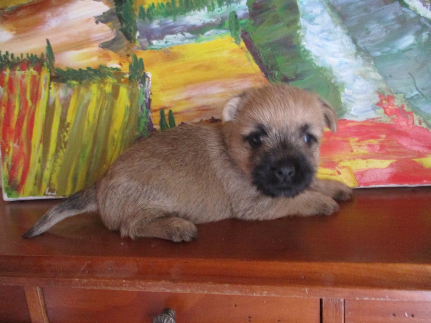 Cairn Terrier - Des Cedres De Bourdane