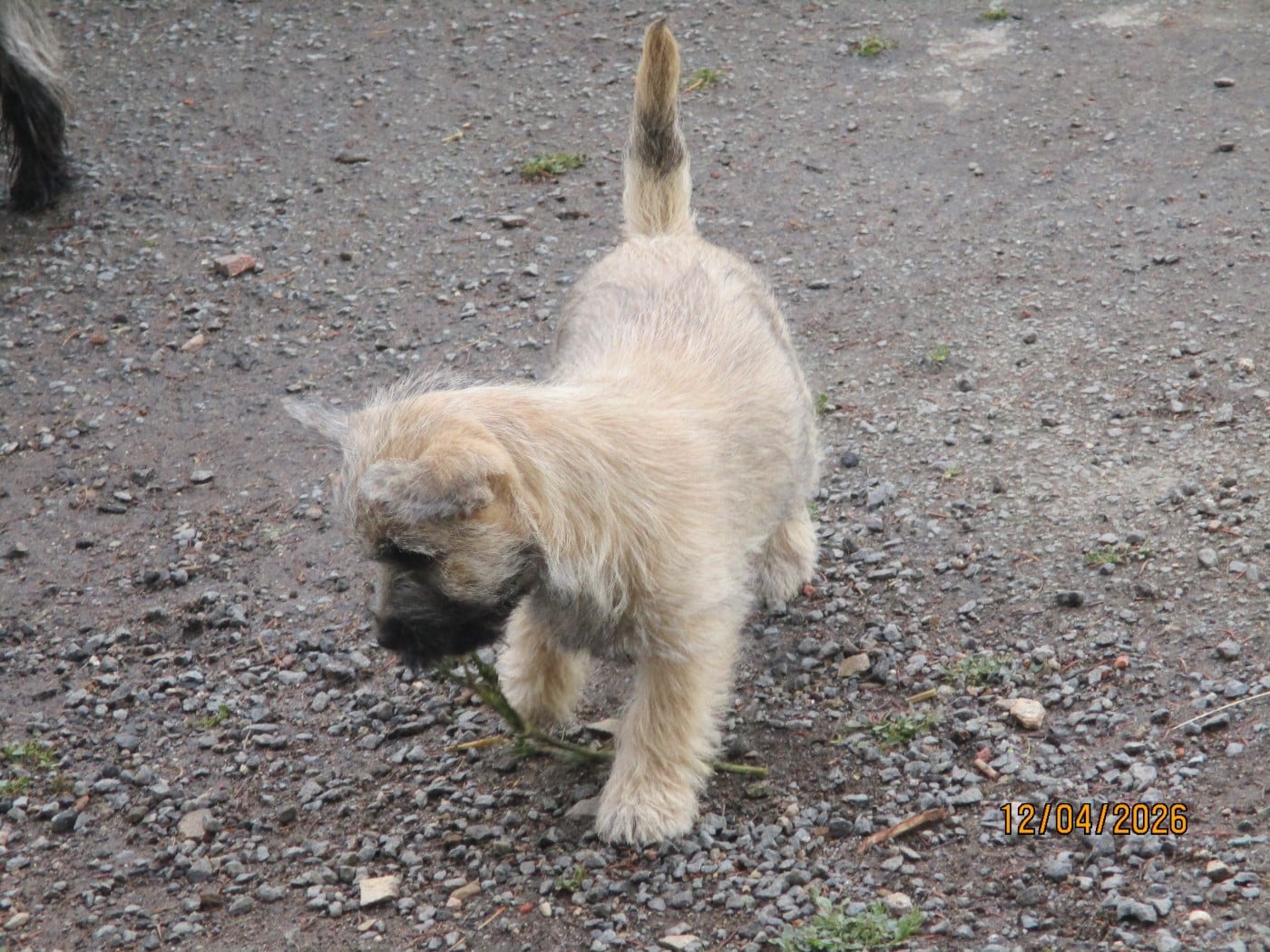 CHIOT 2