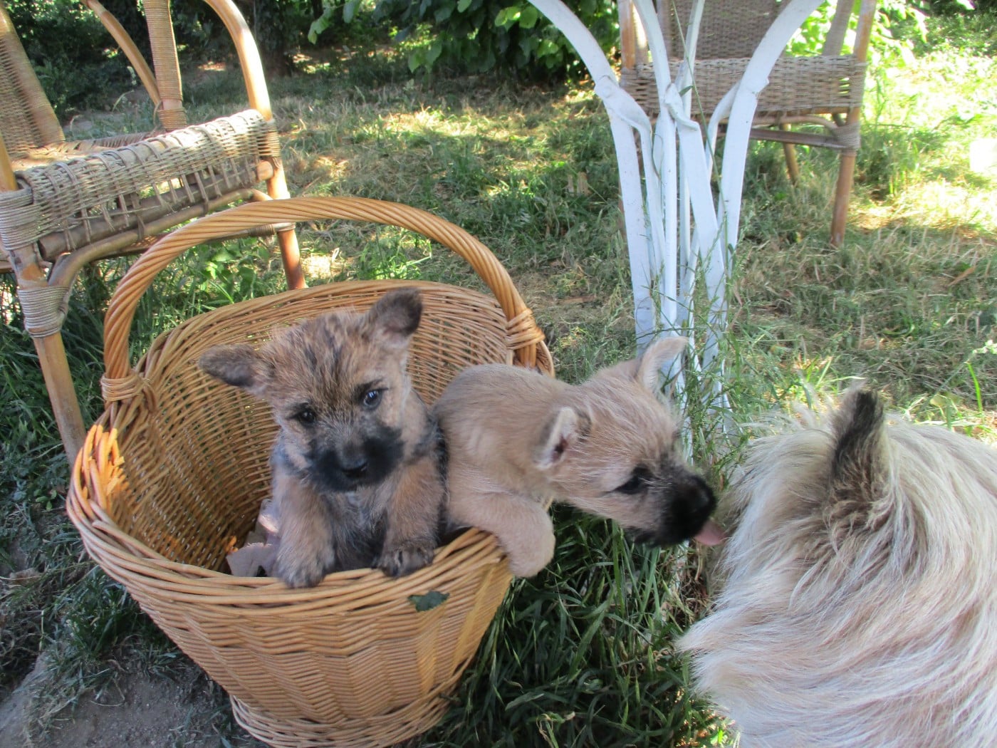 Cairn Terrier - Des Cedres De Bourdane