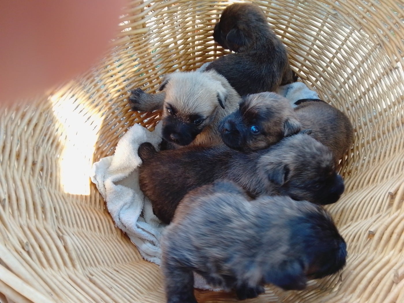 Cairn Terrier - Des Cedres De Bourdane