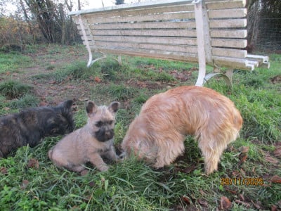 Les chiots de Cairn Terrier
