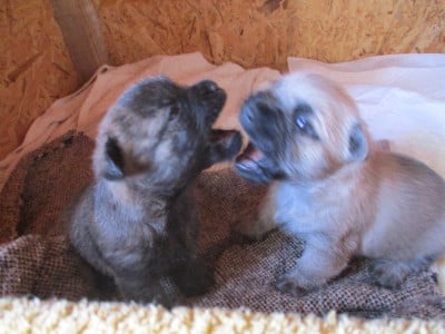 Les chiots de Cairn Terrier