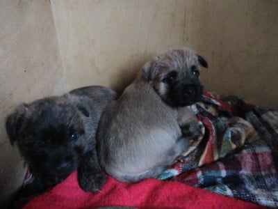 Les chiots de Cairn Terrier