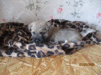 Les chiots de Cairn Terrier