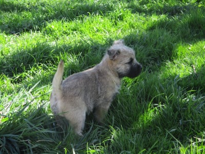 Les chiots de Cairn Terrier