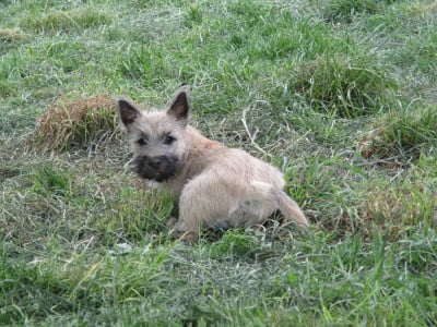 Les chiots de Cairn Terrier