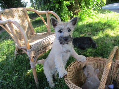 Les chiots de Cairn Terrier