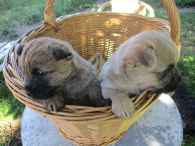 Les chiots de Cairn Terrier