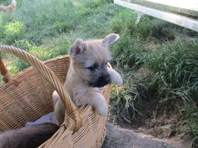 Les chiots de Cairn Terrier